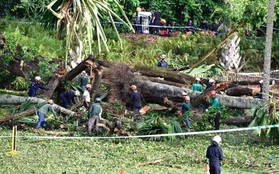Đổ cây di sản tại Vườn bách thảo Singapore, 5 người thương vong