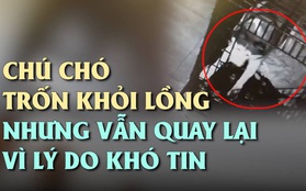 Trốn khỏi lồng, con chó không chạy thẳng mà làm một việc khiến chúng ta bất ngờ