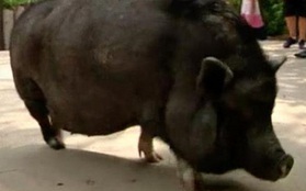 Kỳ lạ chú lợn giống Việt Nam ở Mỹ hiểu tiếng Anh và Tây Ban Nha