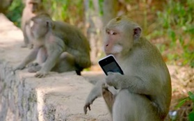 Bầy khỉ "xã hội đen" trên đảo Bali
