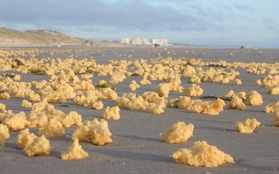 Bí ẩn hàng triệu vật thể lạ màu vàng không rõ nguồn gốc rải đầy bãi biển