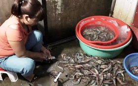 Phát hiện tôm sú bơm tạp chất tại chợ hải sản Đà Nẵng