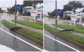 Mất nhà vì bão Irma, cá sấu lang thang ở Florida