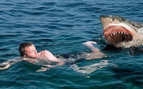 Không ngờ nhờ cách đấm lia lịa vào con cá mập mà chàng trai này đã thoát chết