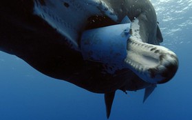 Tưởng chú cá voi bị đột biến, nhưng hóa ra là lời cảnh tỉnh đáng sợ với con người về môi trường biển