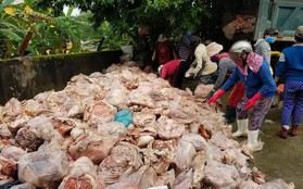 Đà Nẵng: Kinh hoàng phát hiện 15 tấn phế phẩm động vật bốc mùi hôi thối sắp “lên bàn nhậu”