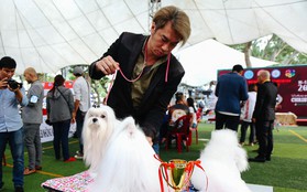 Ngắm những chú chó quý tộc giá nghìn USD tại Dog show 2017 ở Sài Gòn