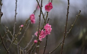"Đột nhập" vườn đào Nhật Tân, ngắm hoa đào nở sớm, đẹp lung linh dưới nắng đông dù Tết còn 2 tháng