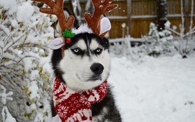 Gặp gỡ chú chó có khuôn mặt cau có nhất mùa Giáng Sinh