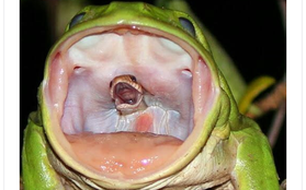 Con rắn điên cuồng thoát khỏi họng con ếch: Sự thật đằng sau bức ảnh này là gì?