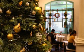Dễ dàng sở hữu cây thông thật 100% trang trí mùa Noel ở Sài Gòn