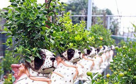 Ảnh: Độc đáo quất bonsai trồng trên lưng những chú chó đốm