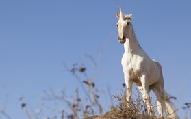 Thì ra kỳ lân (unicorn) là một loài có thực, nhưng hình dạng của nó sẽ khiến bạn... vỡ mộng