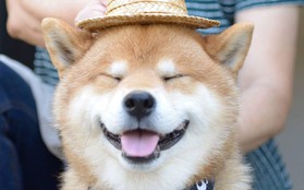 Chú chó Shiba Inu đẹp trai, vui tính được mệnh danh "thánh biểu cảm" của Nhật Bản