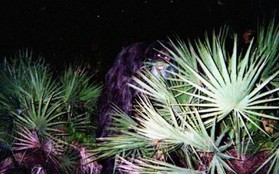 Sinh vật bí ẩn trong lịch sử nước Mỹ: "Skunk Ape" với cơ thể giống khỉ đột và có mùi hôi như chồn