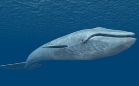 Dù "lẻ bóng" nhưng vẫn luôn lạc quan sống giống như chú cá voi cô độc nhất hành tinh này