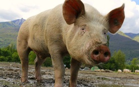 Loài lợn - nguồn thực phẩm nuôi dưỡng chúng ta hàng ngày sẽ có thể trở thành "cứu tinh" trong Y học