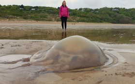 Phát hiện sứa khổng lồ dạt vào bờ biển nước Anh và nguyên nhân đằng sau đó