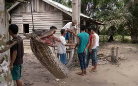 Trăn khổng lồ đang tấn công con người ngày càng nhiều, và lý do đằng sau khiến tất cả phải suy ngẫm