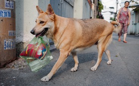 Gặp Gấu - chú chó cá tính nhất Sài Gòn: Chủ mua gì cũng xung phong xách hộ, không cho theo thì hờn mát bỏ ăn!