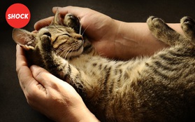Ký sinh trùng trên mèo không phải là nguyên nhân nhưng lại thực sự liên quan đến các chứng bệnh thần kinh