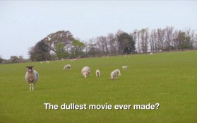 Bộ phim thảm họa thế giới: Suốt 8 tiếng chỉ chiếu cảnh cừu đi lại trên bãi cỏ