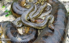 Sự thật: Có phải trăn Anaconda không bao giờ ngừng lớn?