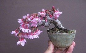 Ngất ngây với 15 chậu hoa bonsai mini siêu đẹp để trang trí nhà dịp Tết