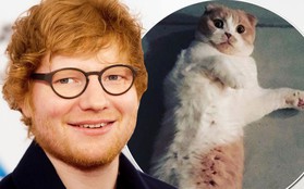 Ed Sheeran đã ở đâu khi tên anh được xướng lên tại Grammy 2018?