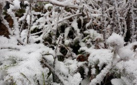 Chùm ảnh: Tuyết rơi phủ trắng Sa Pa, nhiều du khách thích thú chụp ảnh