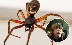 7 trường học tại Anh phải đóng cửa vì bị nhện "góa phụ giả dạng" tấn công - chúng nguy hiểm ra sao?