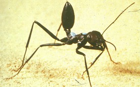 Đây là loài kiến kỳ lạ nhất sa mạc: Giải được cả toán lượng giác nhưng... quên luôn quê hương nếu thấy đồ ngon