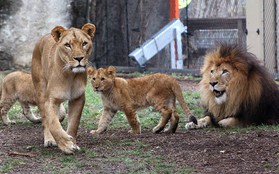 Bi kịch trong sở thú: Sư tử cái tự dưng cắn chết sư tử đực dù đã có với nhau 3 mặt con