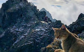 Chuyện thật như đùa: Dân leo núi phát hiện ra một chú mèo nhà ngồi ngẫm sự đời trên đỉnh núi cao nhất Ba Lan