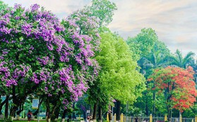 Ngay tại Hà Nội có một ngôi trường rộng gần 200ha, cây cối, hoa trái phủ xanh khắp nơi như rừng nhiệt đới