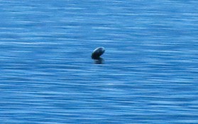 Sinh vật bí ẩn giống quái vật hồ Loch Ness xuất hiện ở hồ nước Canada