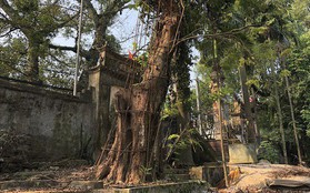 Ly kỳ quanh cây sưa trăm tỷ ở Hà Nội sắp được bán: Tờ giấy đe dọa ném vào nhà dân