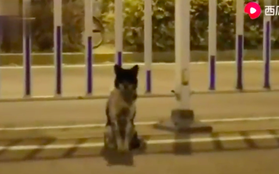 Video: Cảm động chú chó ngồi đợi 80 ngày tại nơi cô chủ thiệt mạng