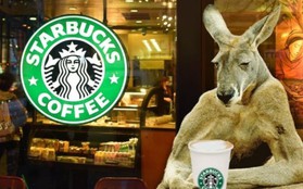 Câu chuyện của Starbucks ở Úc: Bành trướng quá nhanh để rồi bật bãi không kèn không trống
