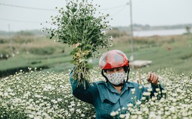 Cúc hoạ mi vào vụ mùa, nông dân Hà Nội hớn hở chào mừng khách đến mua hoa và chụp ảnh