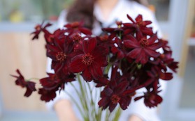 6 lý do khiến giới trẻ yêu hoa không thể không check-in Triển lãm hoa Nhật Bản cuối tuần này