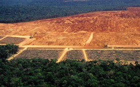 Tiết lộ gây sốc: Rừng Amazon đang bị hủy diệt với tốc độ chưa từng thấy trong 10 năm qua