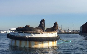 13 con sư tử biển bị chết ở bờ biển Washington trong 3 tháng qua
