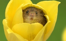 Bộ ảnh "lũ chuột đồng thu hoạch phấn hoa" chắc chắn sẽ khiến ngày mới của bạn thêm phần tươi tắn