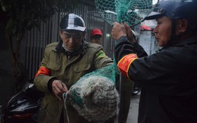 Hà Nội: Người đàn ông buồn rầu khi con chó của gia đình bị đội bắt chó thả rông cho vào lồng sắt, đưa về trụ sở phường