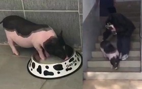 Trung Quốc: Sinh viên lén nuôi lợn cảnh mini trong kí túc xá, ai ngờ càng nuôi nó càng to như lợn thịt khiến chủ không biết giải quyết sao