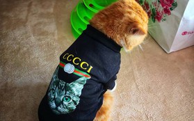 Bà mẹ "sòng phẳng" của năm: Lấy áo Gucci 7 triệu của con lót ổ mèo, xong đền 100k bảo ra chợ mua mới