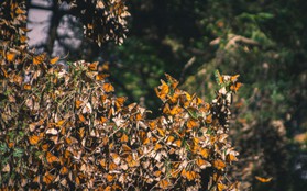 Hàng trăm nghìn con bướm như hình đã "bốc hơi" theo nghĩa đen chỉ trong vòng 1 năm qua và khoa học vẫn chưa hiểu tại sao