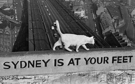 Câu chuyện về 2 chú mèo trắng từng bá chủ trên cầu cảng Sydney hơn 50 năm trước