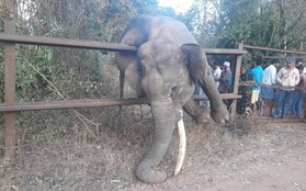 Tìm cách trèo qua hàng rào đi kiếm ăn, chú voi mắc kẹt hy hữu rồi chết ngạt